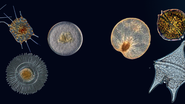 L'oceano invisibile